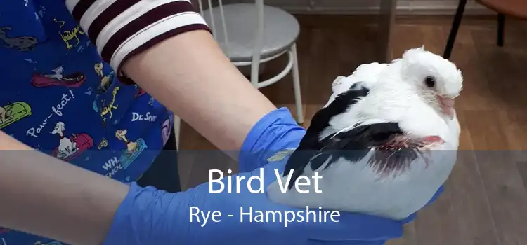 Bird Vet Rye - Hampshire