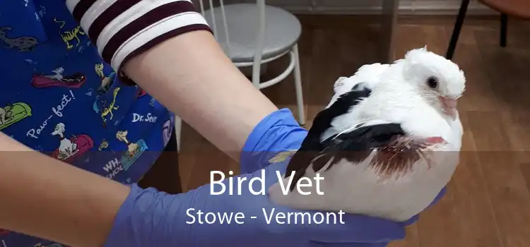 Bird Vet Stowe - Vermont