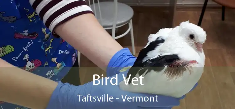 Bird Vet Taftsville - Vermont