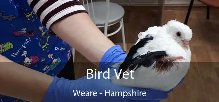 Bird Vet Weare - Hampshire