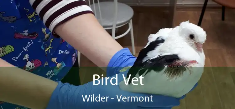 Bird Vet Wilder - Vermont