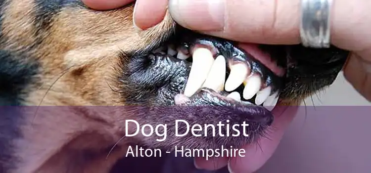 Dog Dentist Alton - Hampshire