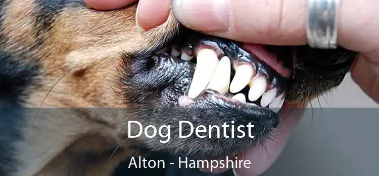 Dog Dentist Alton - Hampshire