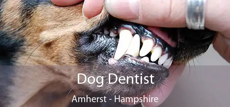 Dog Dentist Amherst - Hampshire