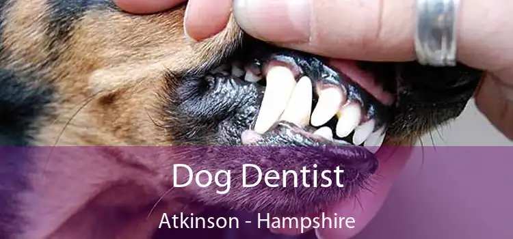 Dog Dentist Atkinson - Hampshire