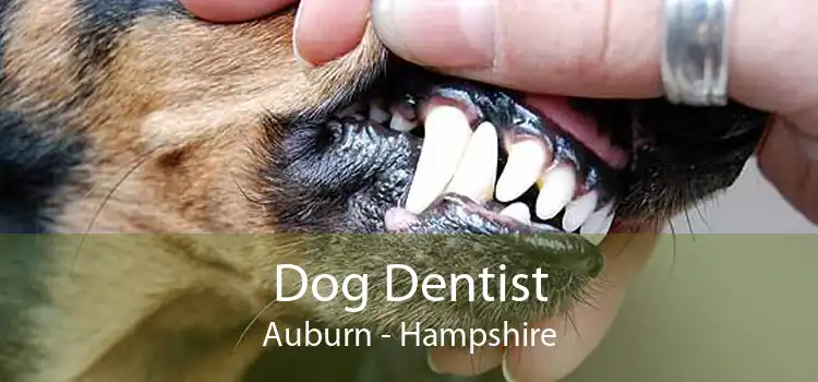 Dog Dentist Auburn - Hampshire