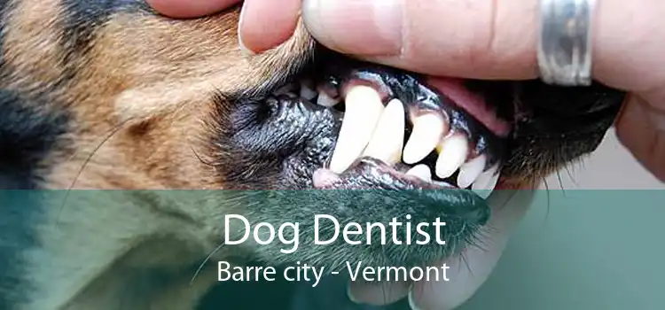 Dog Dentist Barre city - Vermont