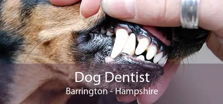 Dog Dentist Barrington - Hampshire