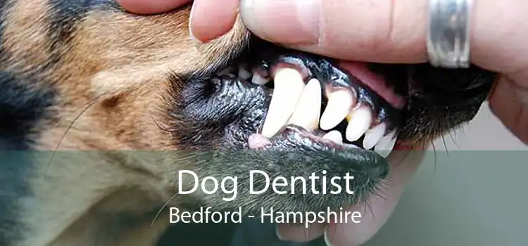 Dog Dentist Bedford - Hampshire