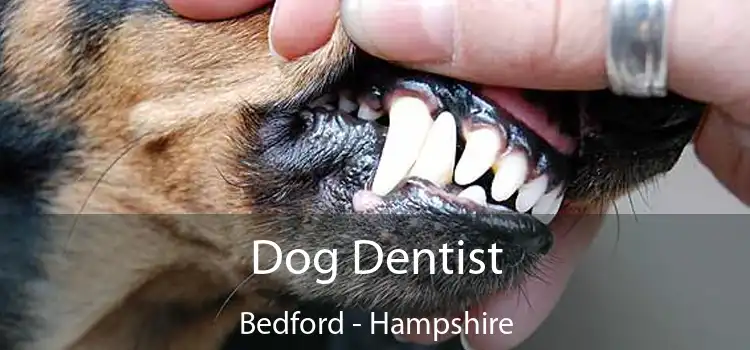 Dog Dentist Bedford - Hampshire