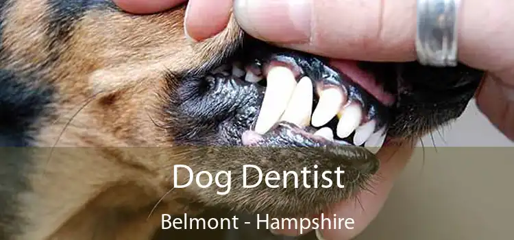 Dog Dentist Belmont - Hampshire