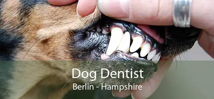 Dog Dentist Berlin - Hampshire