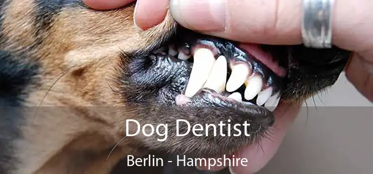 Dog Dentist Berlin - Hampshire