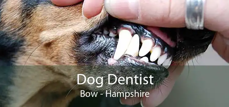 Dog Dentist Bow - Hampshire