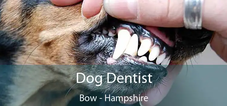 Dog Dentist Bow - Hampshire