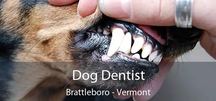 Dog Dentist Brattleboro - Vermont