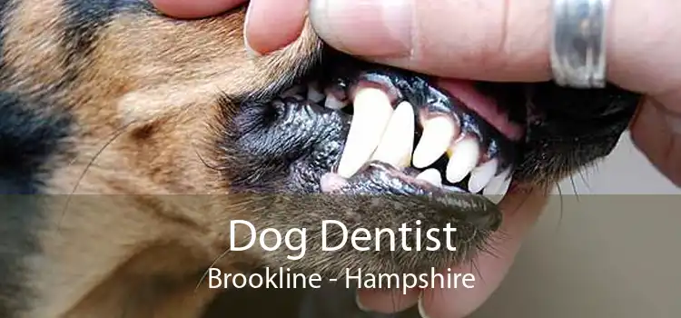 Dog Dentist Brookline - Hampshire