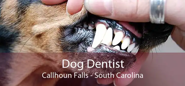 Dog Dentist Callhoun Falls - South Carolina