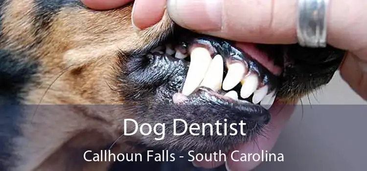 Dog Dentist Callhoun Falls - South Carolina