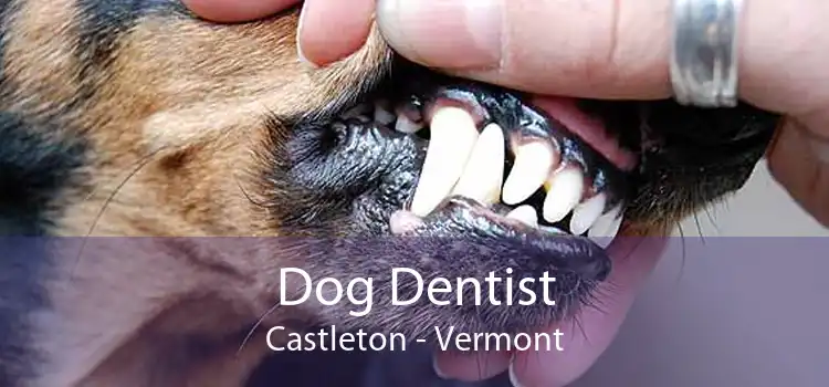 Dog Dentist Castleton - Vermont
