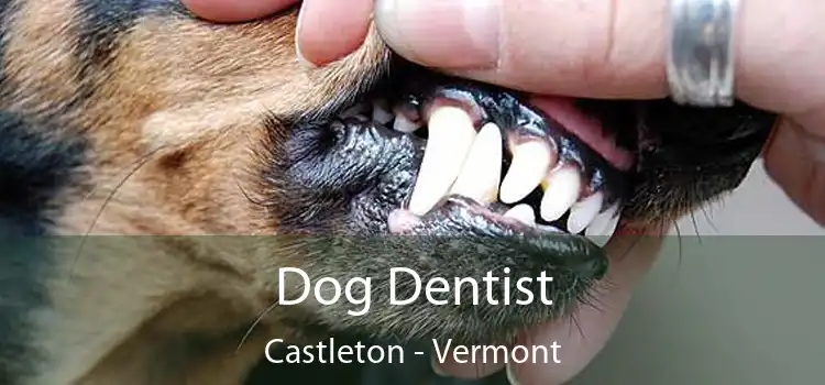 Dog Dentist Castleton - Vermont