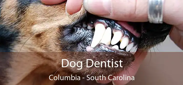 Dog Dentist Columbia - South Carolina