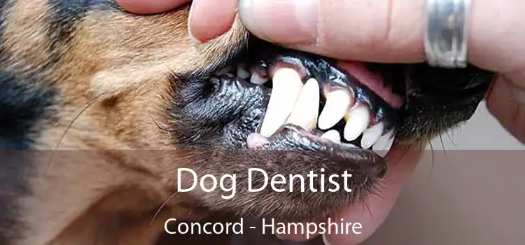 Dog Dentist Concord - Hampshire