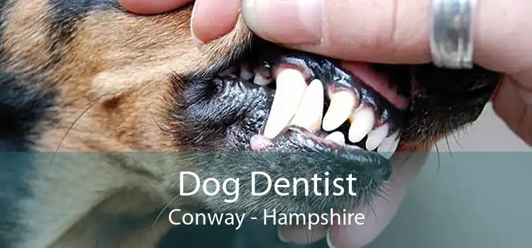 Dog Dentist Conway - Hampshire