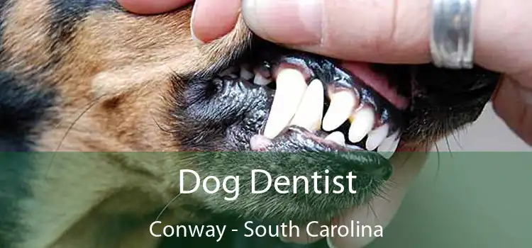 Dog Dentist Conway - South Carolina