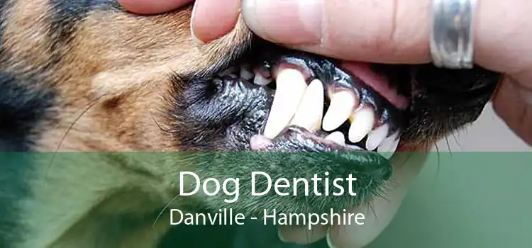 Dog Dentist Danville - Hampshire
