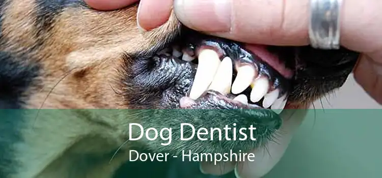 Dog Dentist Dover - Hampshire