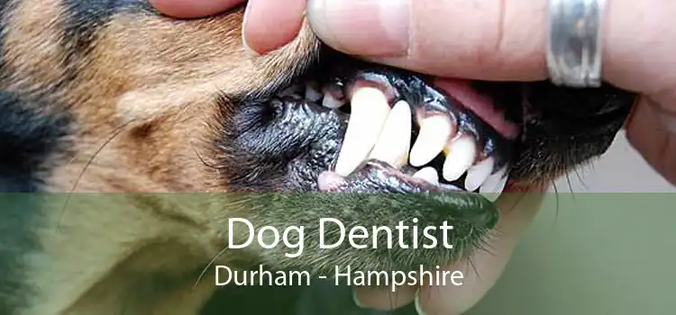 Dog Dentist Durham - Hampshire