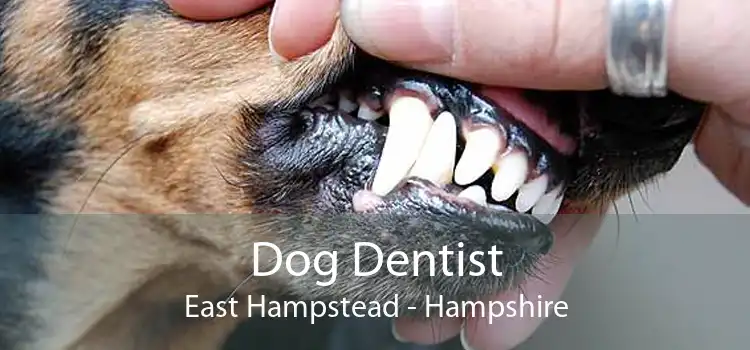 Dog Dentist East Hampstead - Hampshire