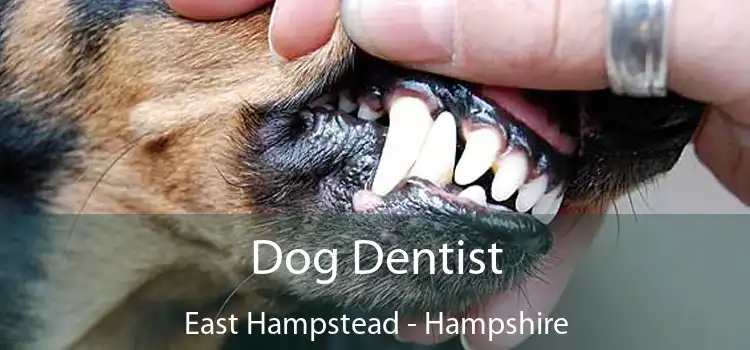 Dog Dentist East Hampstead - Hampshire