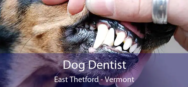 Dog Dentist East Thetford - Vermont