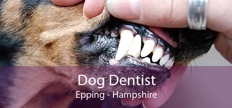 Dog Dentist Epping - Hampshire