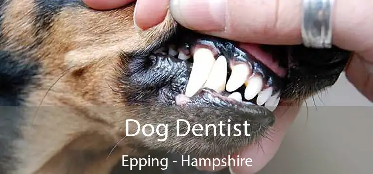 Dog Dentist Epping - Hampshire