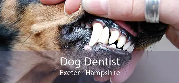 Dog Dentist Exeter - Hampshire