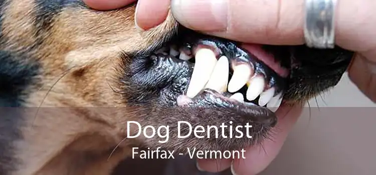 Dog Dentist Fairfax - Vermont