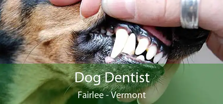 Dog Dentist Fairlee - Vermont