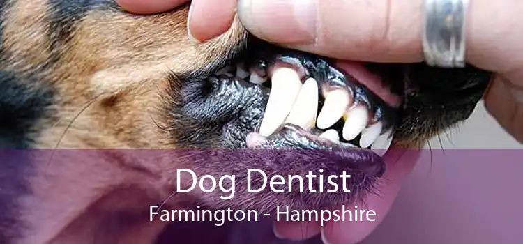 Dog Dentist Farmington - Hampshire