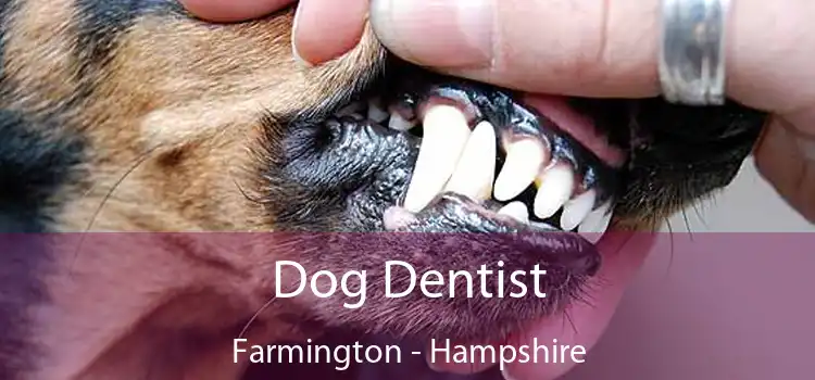 Dog Dentist Farmington - Hampshire