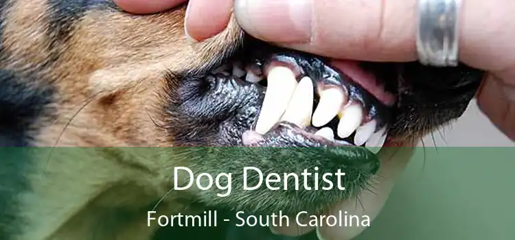 Dog Dentist Fortmill - South Carolina