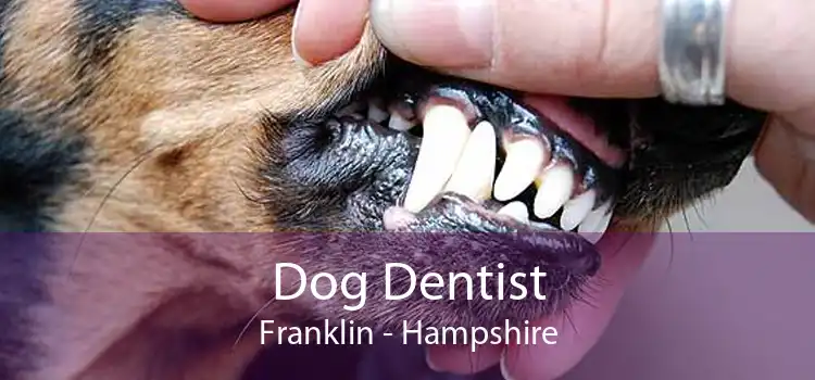 Dog Dentist Franklin - Hampshire