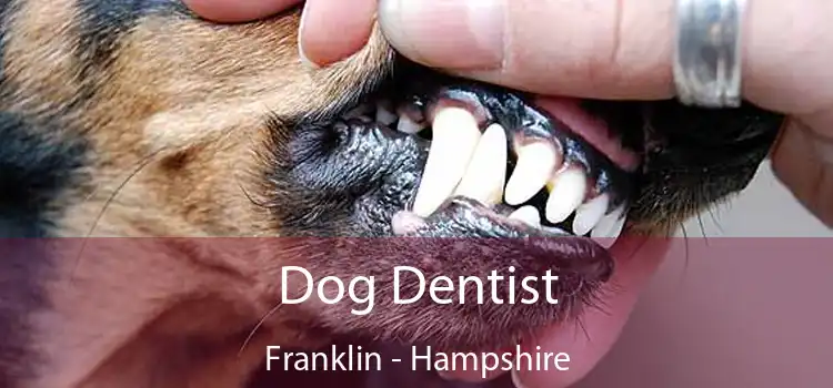 Dog Dentist Franklin - Hampshire