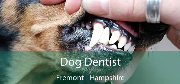 Dog Dentist Fremont - Hampshire