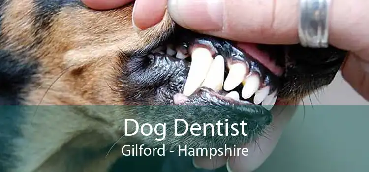 Dog Dentist Gilford - Hampshire