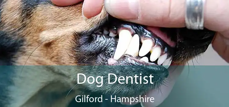 Dog Dentist Gilford - Hampshire