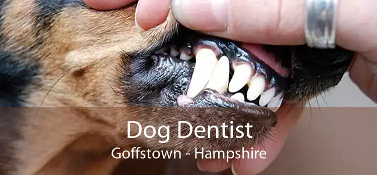 Dog Dentist Goffstown - Hampshire