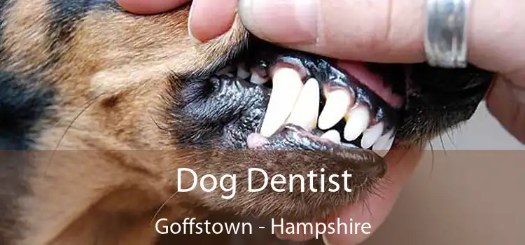 Dog Dentist Goffstown - Hampshire